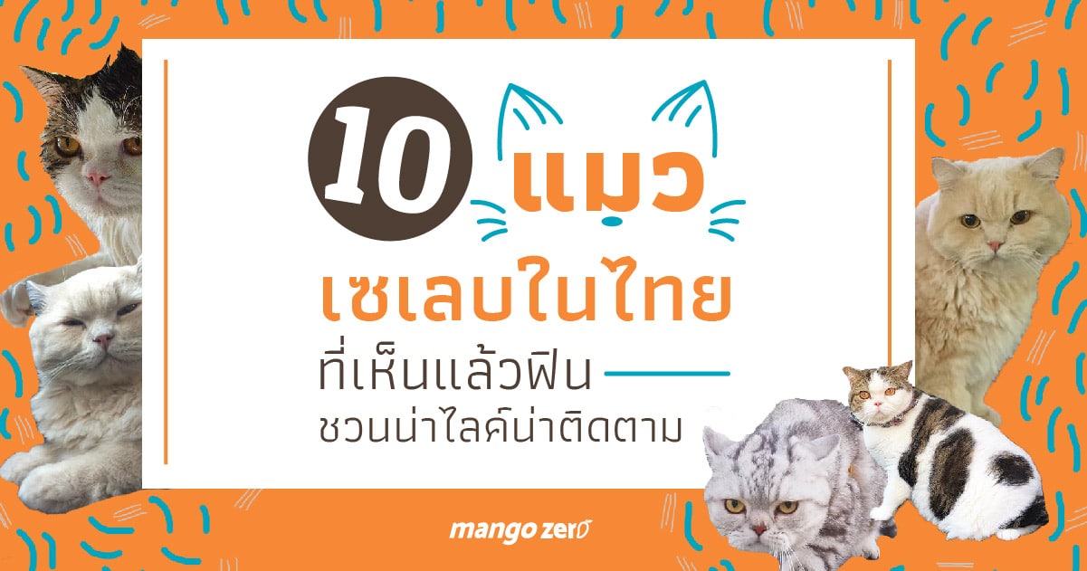 10-celeb-cats-in-thailand-follow-up