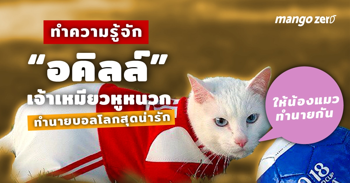 Achilles-the-cat-predicts-2018-Confederation-Cup-results