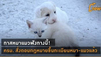 น้องหมา น้องแมว ตรวจสุขภาพฟรี 4-12 สิงหาคม นี้ที่สถานพยาบาลกว่า 