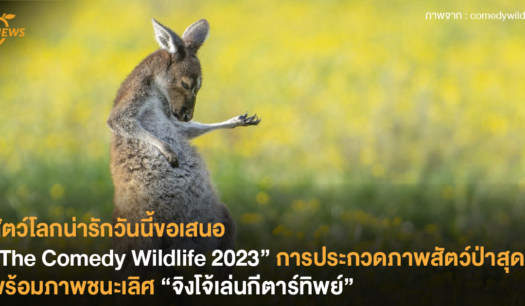 สัตว์โลกน่ารักวันนี้ขอเสนอ “The Comedy Wildlife 2023” การประกวดภาพสัตว์ป่าสุดฮา พร้อมภาพที่ชนะได้แก่ “จิงโจ้เล่นกีตาร์ทิพย์”