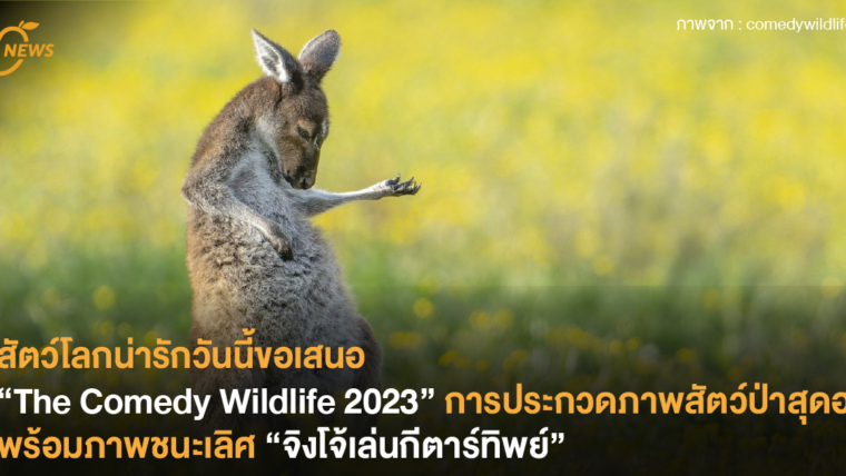 สัตว์โลกน่ารักวันนี้ขอเสนอ “The Comedy Wildlife 2023” การประกวดภาพสัตว์ป่าสุดฮา พร้อมภาพที่ชนะได้แก่ “จิงโจ้เล่นกีตาร์ทิพย์”