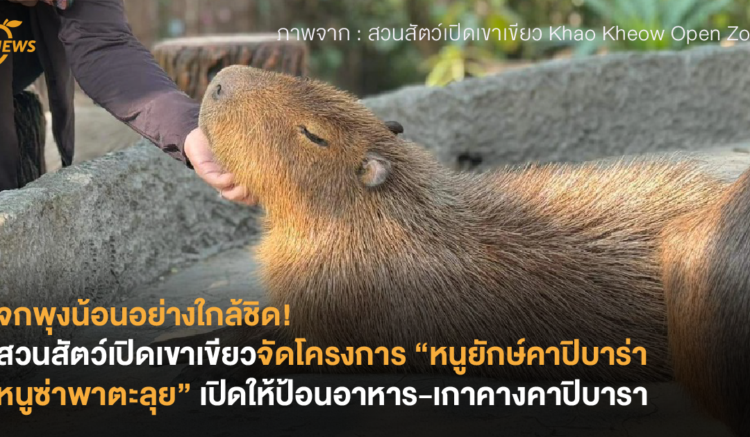 จกพุงน้อนอย่างใกล้ชิด! สวนสัตว์เปิดเขาเขียวเปิดให้ป้อนอาหาร-เกาคางคาปิบารา