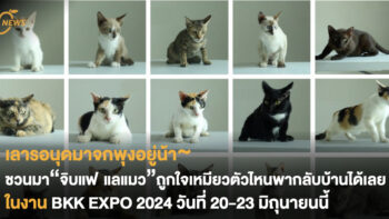 เลารอนุดมาจกพุงอยู่น้า~ ชวนมา“จิบแฟ แลแมว” ถูกใจเหมียวตัวไหนพากลับบ้านได้เลย ในงาน BKK EXPO 2024 วันที่ 20-23 มิถุนายนนี้