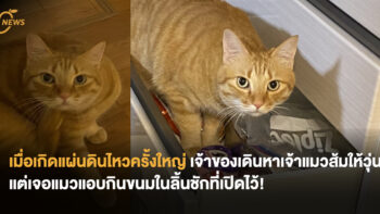 เมื่อเกิดแผ่นดินไหวครั้งใหญ่ เจ้าของเดินหาเจ้าแมวส้มให้วุ่น แต่เจอแมวแอบกินขนมในลิ้นชักที่เปิดไว้!