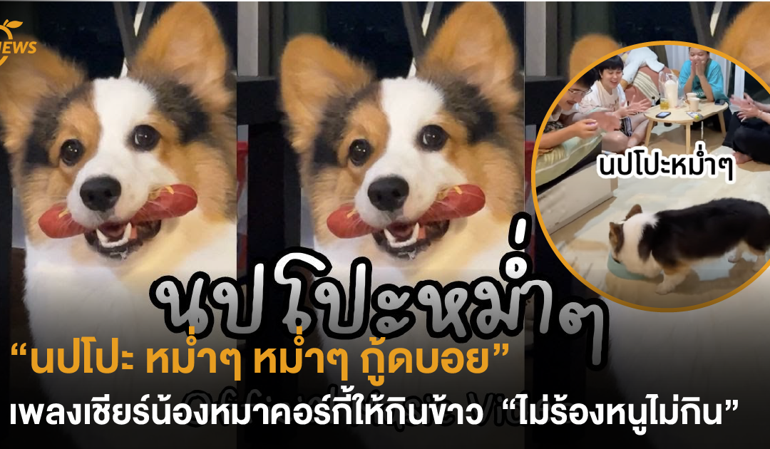 “นปโปะ หม่ำๆ หม่ำๆ กู้ดบอย” เพลงเชียร์น้องหมาคอร์กี้ให้กินข้าว “ไม่ร้องหนูไม่กิน”