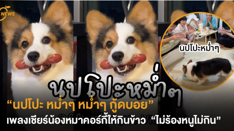 “นปโปะ หม่ำๆ หม่ำๆ กู้ดบอย” เพลงเชียร์น้องหมาคอร์กี้ให้กินข้าว “ไม่ร้องหนูไม่กิน”