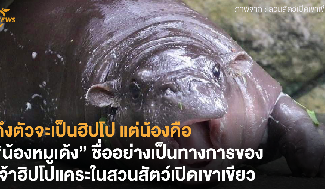 ถึงตัวจะเป็นฮิปโป แต่น้องคือ “น้องหมูเด้ง” ชื่ออย่างเป็นทางการของเจ้าฮิปโปแคระในสวนสัตว์เปิดเขาเขียว