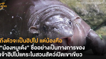 ถึงตัวจะเป็นฮิปโป แต่น้องคือ “น้องหมูเด้ง” ชื่ออย่างเป็นทางการของเจ้าฮิปโปแคระในสวนสัตว์เปิดเขาเขียว