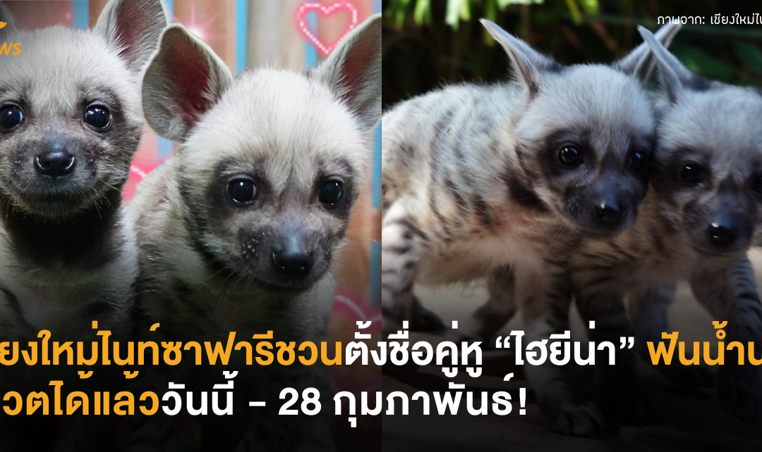 เชียงใหม่ไนท์ซาฟารีชวนตั้งชื่อคู่หู “ไฮยีน่า” ฟันน้ำนม โหวตได้แล้ววันนี้ – 28 กุมภาพันธ์!