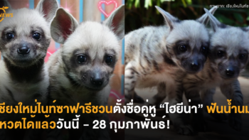 เชียงใหม่ไนท์ซาฟารีชวนตั้งชื่อคู่หู “ไฮยีน่า” ฟันน้ำนม โหวตได้แล้ววันนี้ – 28 กุมภาพันธ์!